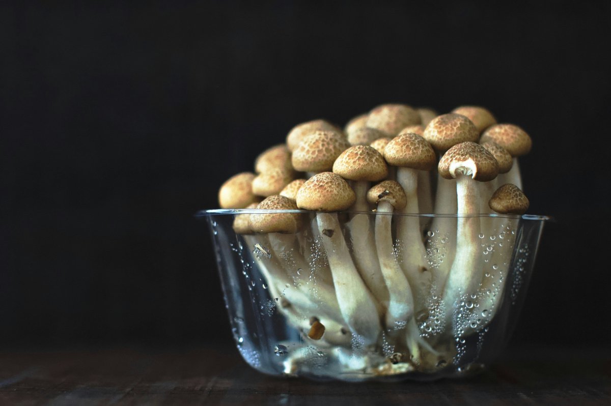How to Start a Small Mushroom Production at Home