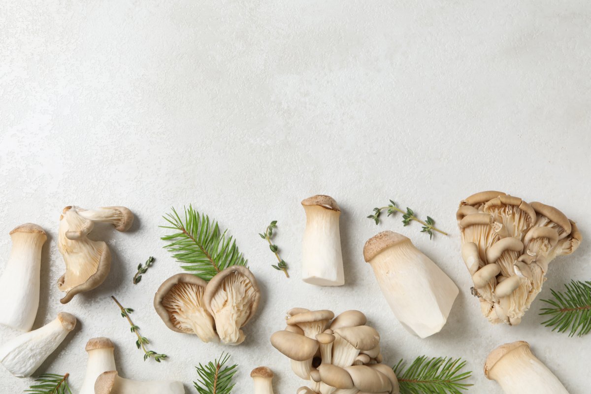Mushrooms as a Source of Protein and Vitamins for a Healthy Diet